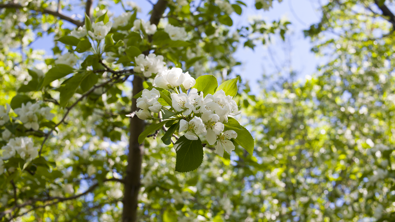 Spring beauty - My, Canon 5D, 35mm, Sky, The photo, Spring, Apple tree, Sunset