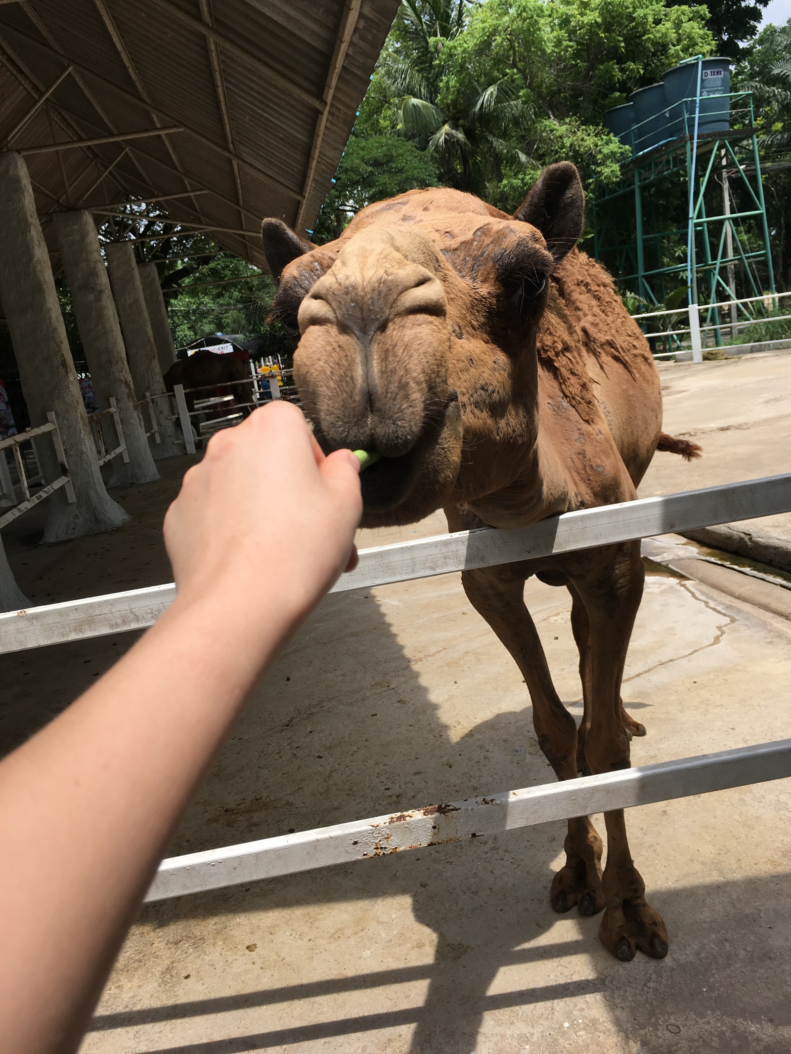 A very cool guy. - Camels, The photo