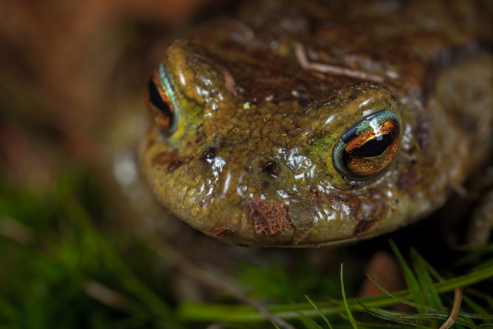 Macro hunting #98 - My, Macro, Insects, Arachnida, Spider, Frogs, Toad, Eyes, Flowers, Longpost, Macro photography