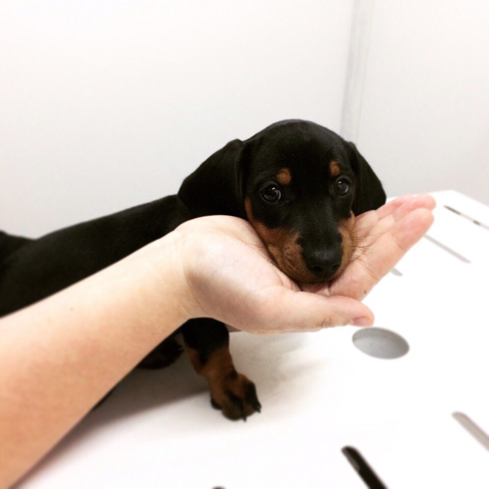 Doctor, won't it hurt? - My, Work, Veterinary, Dog, Dachshund