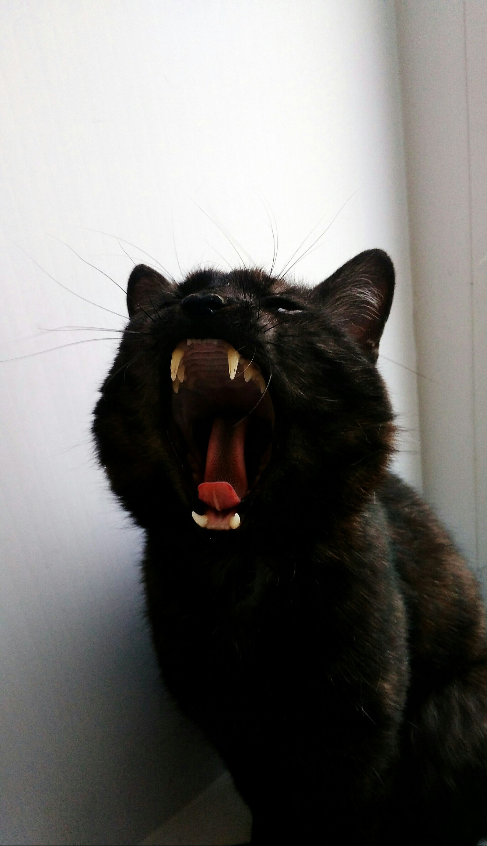 yawning cat - My, Images, cat