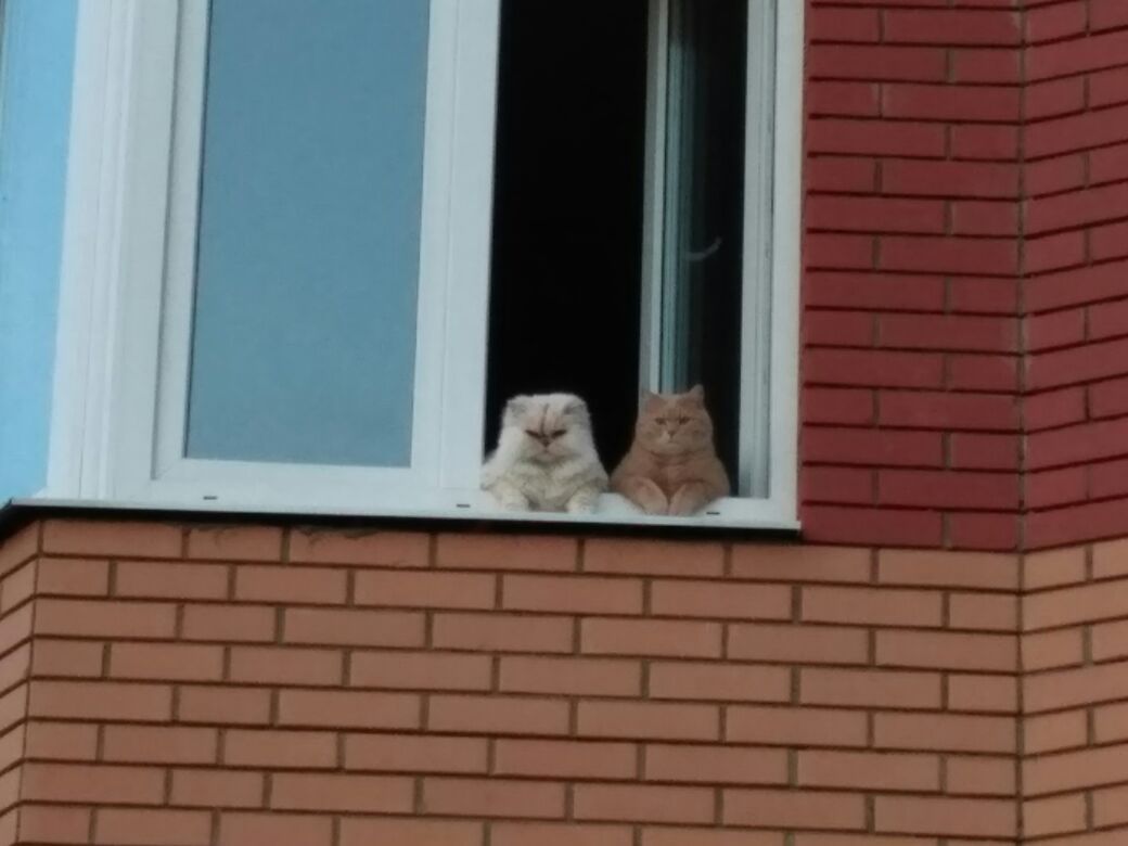 I met these beauties on a walk. - My, cat, Observers