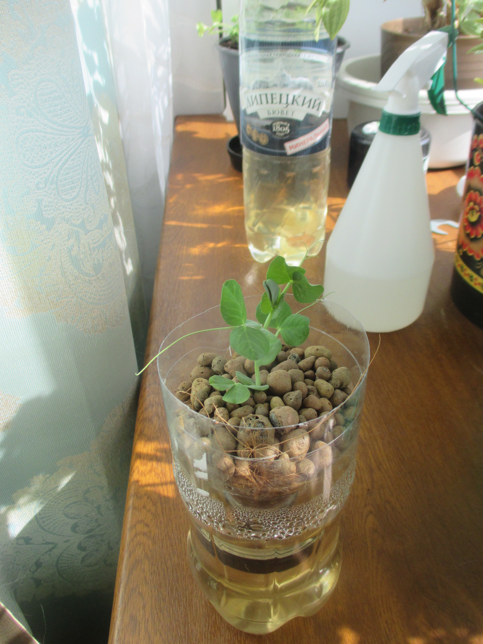 Hydroponics. - My, Hydroponics, Peas, With your own hands, Experiment, , Longpost