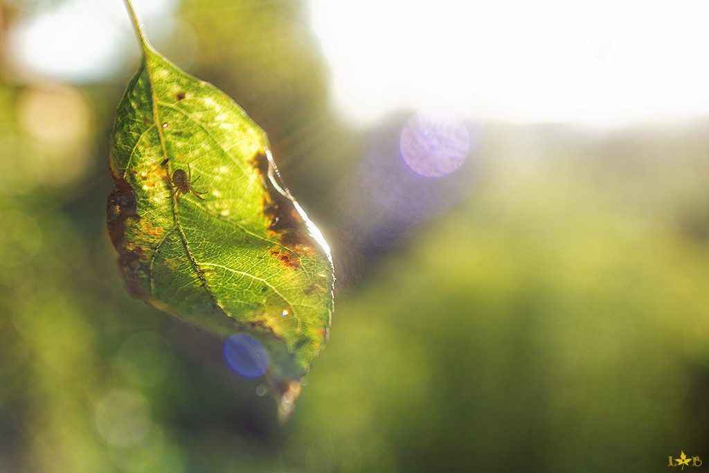 Macroworld from an amateur. - My, Macro, Insects, A fish, Plants, Longpost, Macro photography