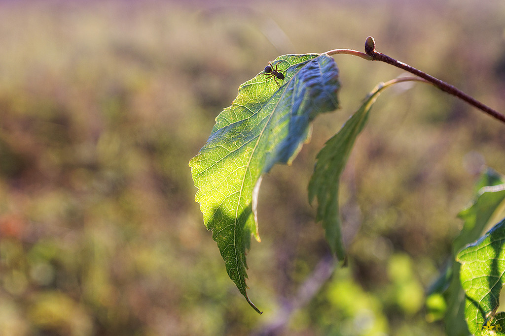 Macroworld from an amateur. - My, Macro, Insects, A fish, Plants, Longpost, Macro photography