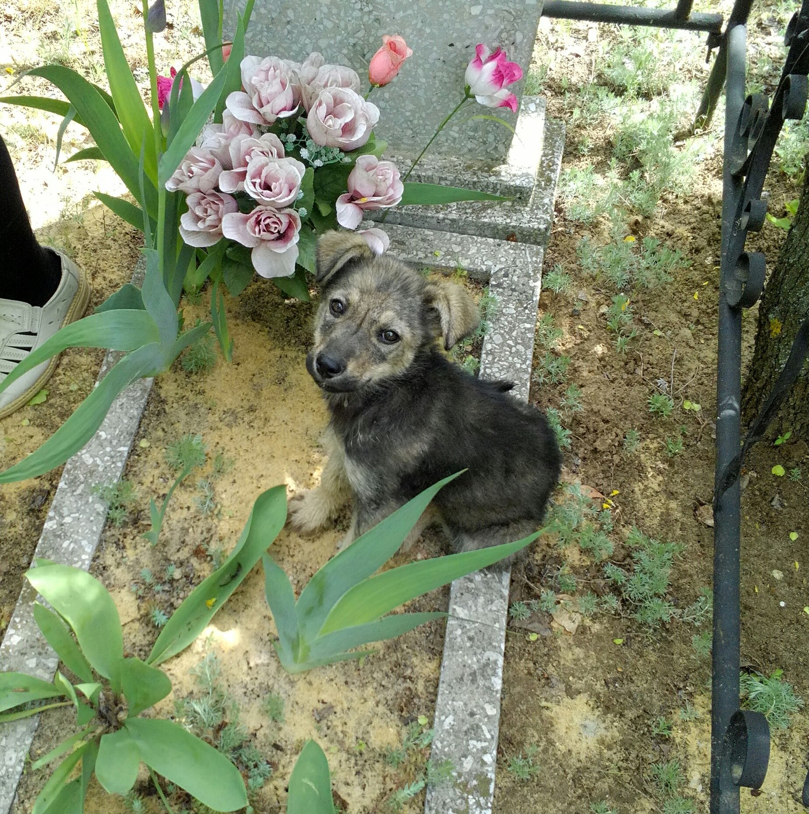 This kid accompanied us all the time that we were at the cemetery. - My, Puppies, Cemetery, Animals, Longpost, Milota, Dog