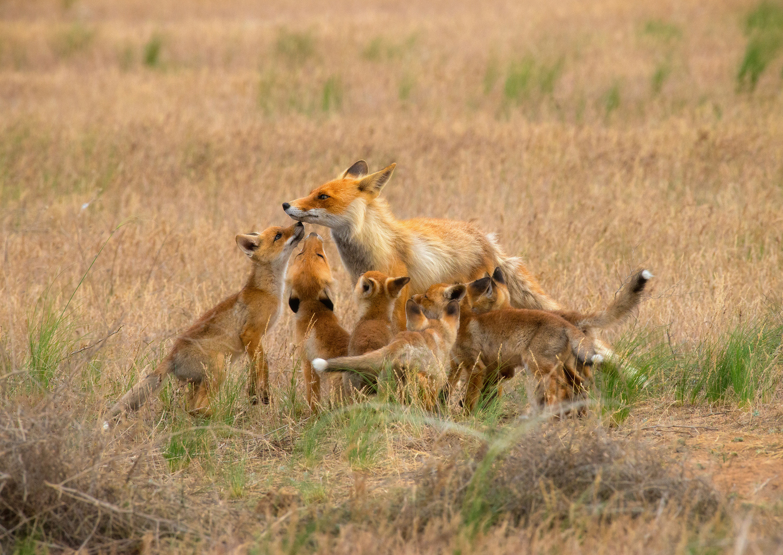 Mom is back! - The photo, Fox, Milota, Fox cubs, Animals