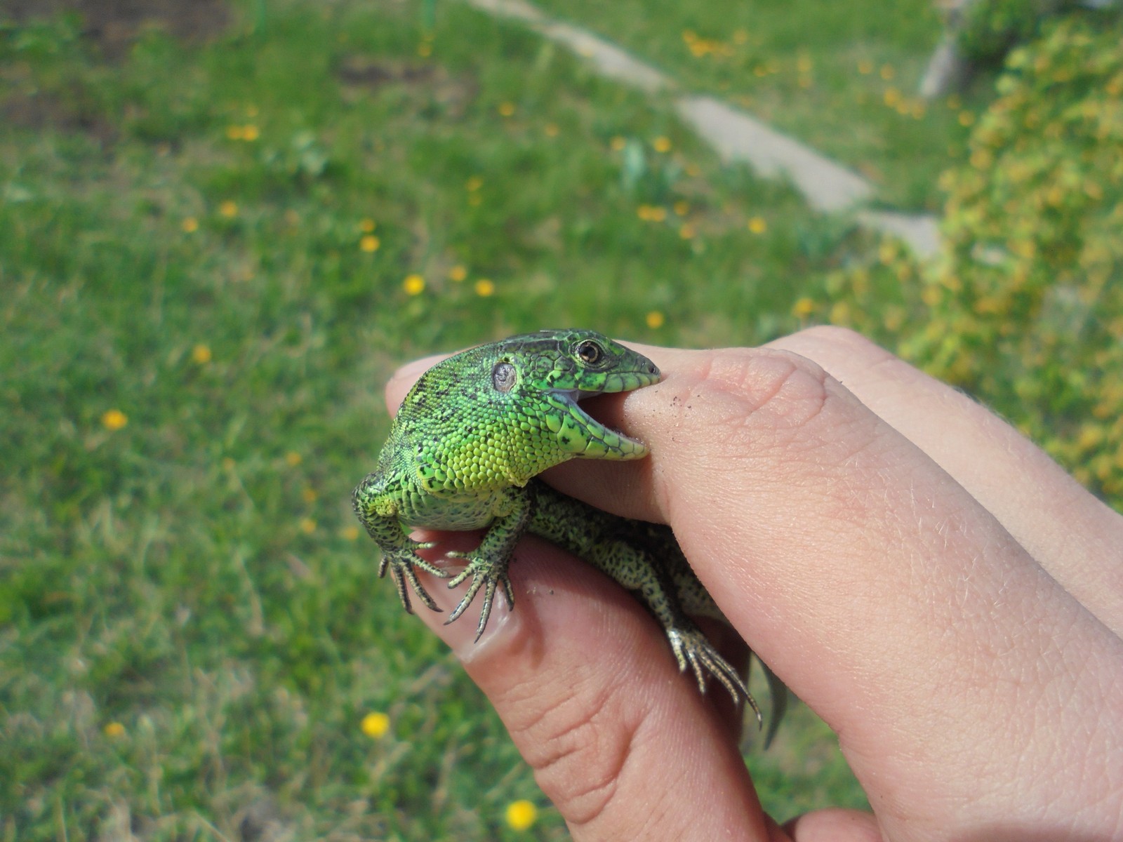 Lizards near Samara - My, Lizard, Samara, Nature, Longpost