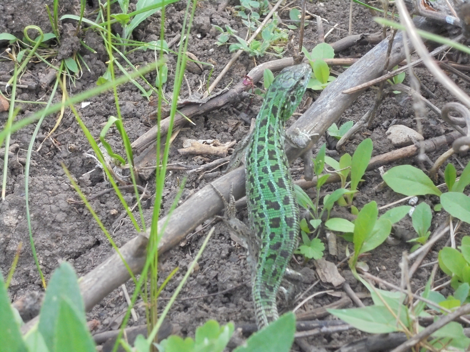 Lizards near Samara - My, Lizard, Samara, Nature, Longpost