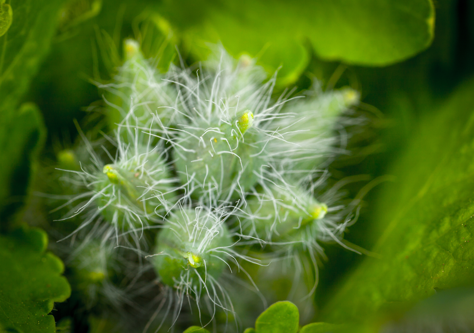 Macrohunt #99 - My, Macro, Arachnida, Spider, Ants, Муха, Жуки, Bees, Longpost, Macro photography