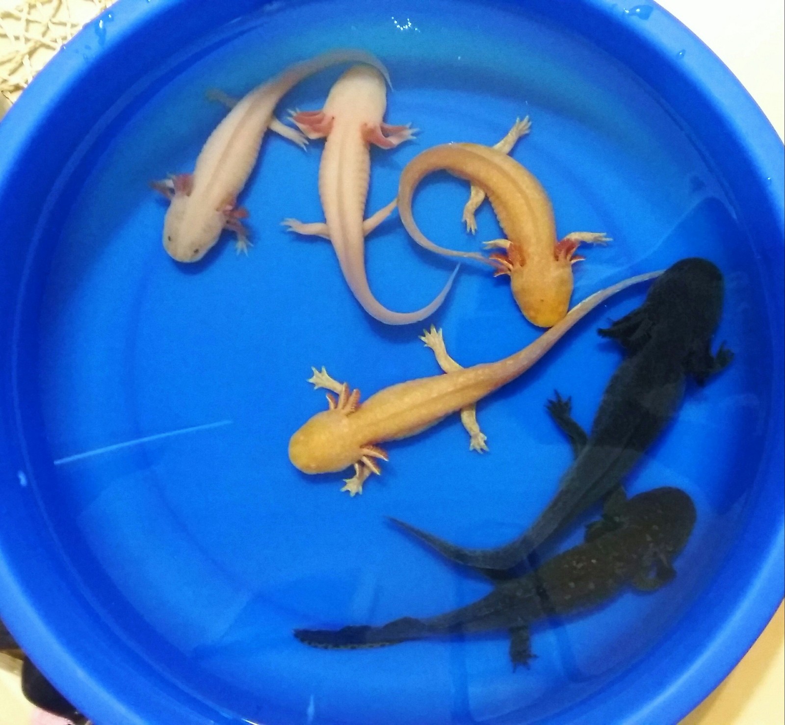 Evening swim - Axolotl, Swimming pool, Party