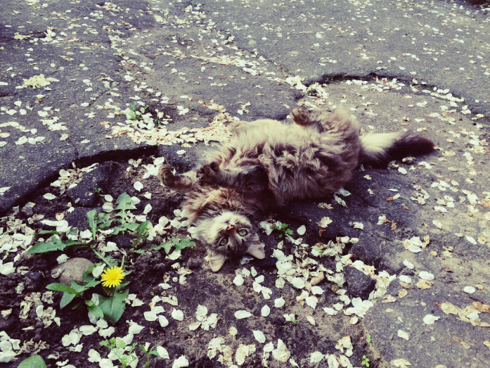 When the sun is outside - My, cat, , Weather, Dandelion