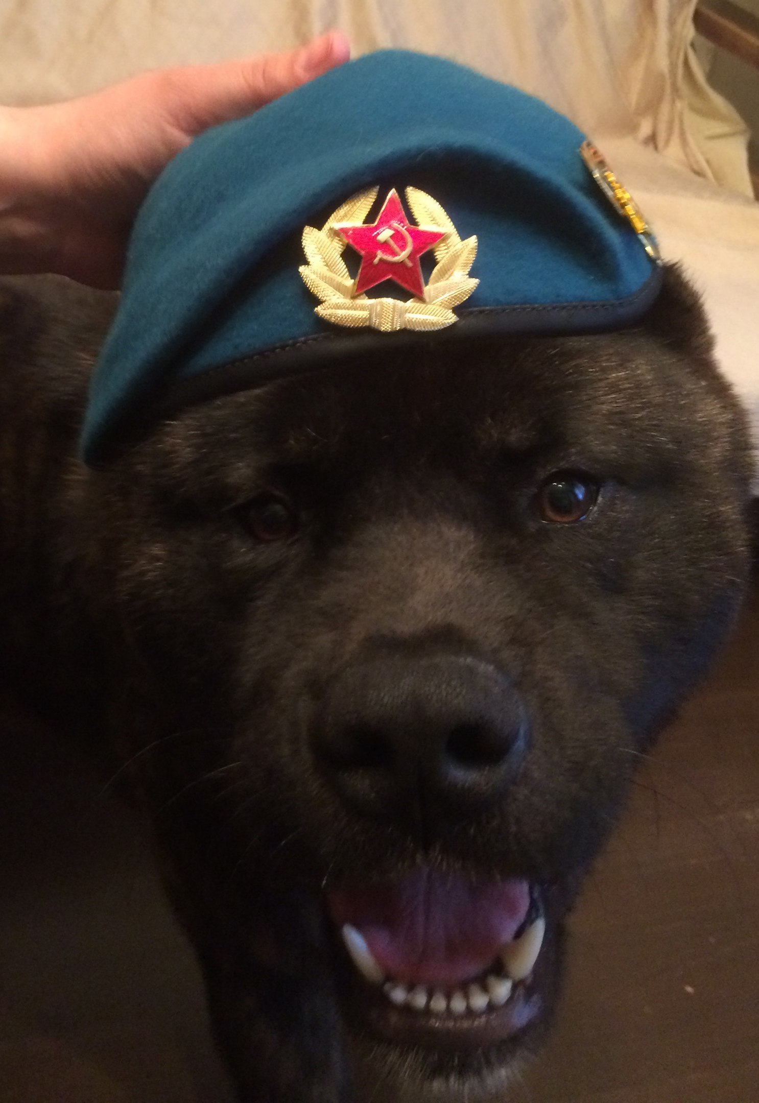 Akitos war dog - My, Dog, Airborne forces, American Akita, Dog, 