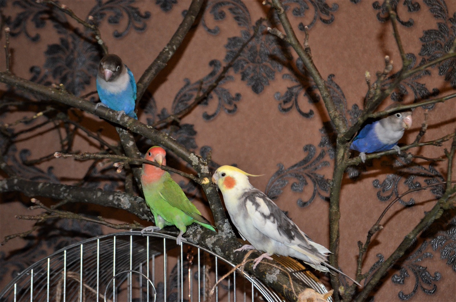 Parrot Amusement Park - My, Scottish lop-eared, cat, Necklace parrot, Rose-cheeked lovebird, Fisher's Lovebird, Nymphs, Corella, A parrot, Longpost