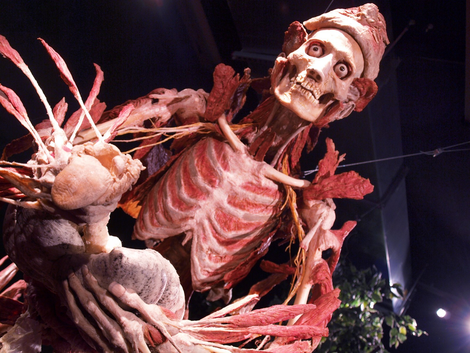 Пластинариум (Plastinarium) — музей Гунтера фон Хагенса, Германия | Пикабу