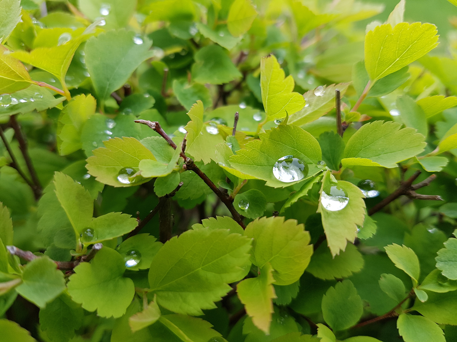 A little dew in your ribbon) - My, Dew, Nature, Leaves, The photo