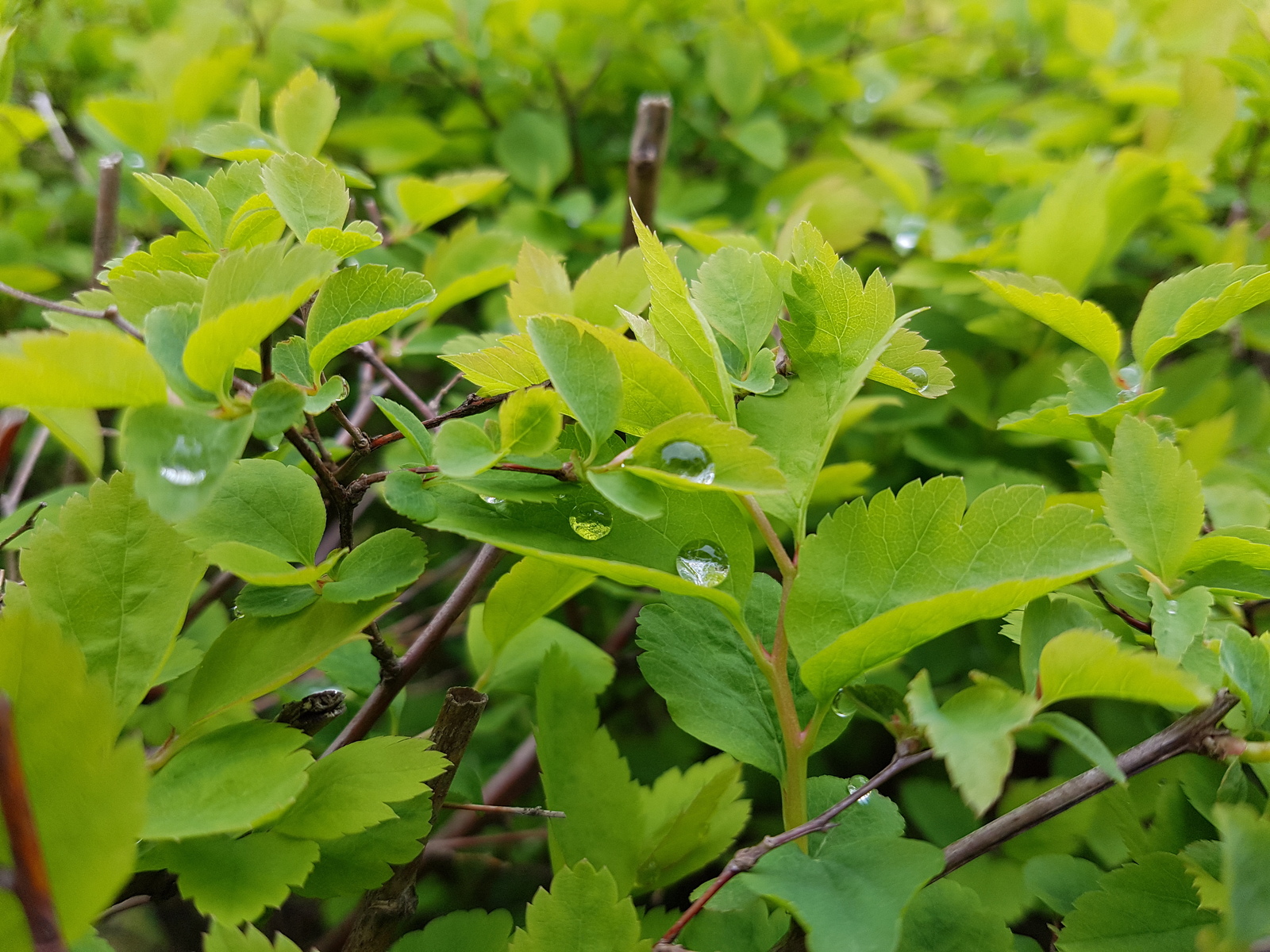 A little dew in your ribbon) - My, Dew, Nature, Leaves, The photo