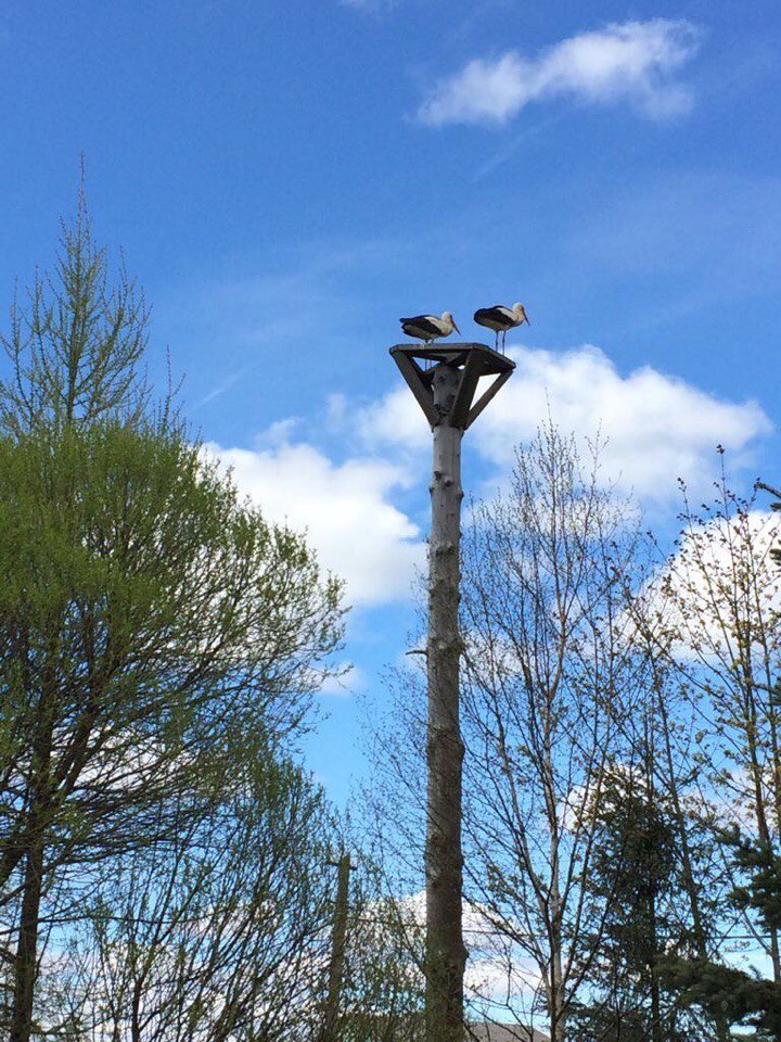 And storks settled next to our house - My, Stork, Birds, Spring