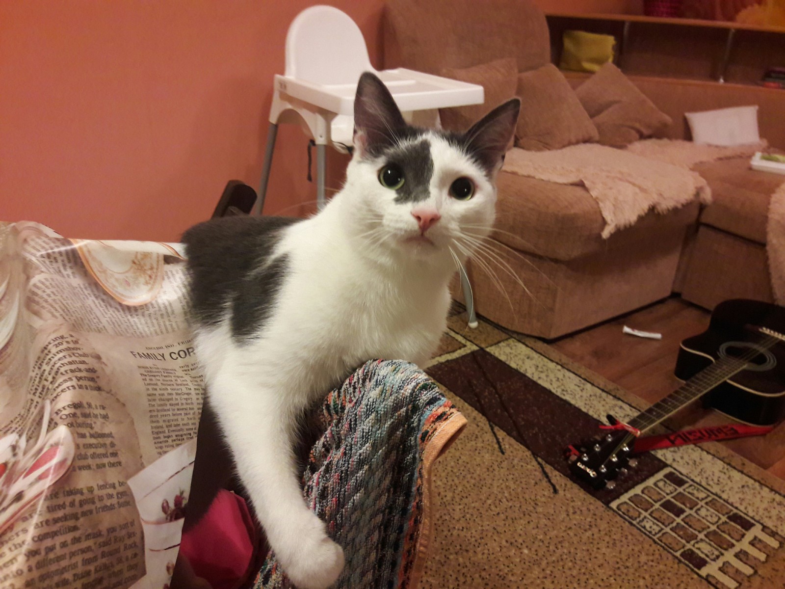 Senechka on the dining table. - My, cat, Catomafia, , , Bonehead