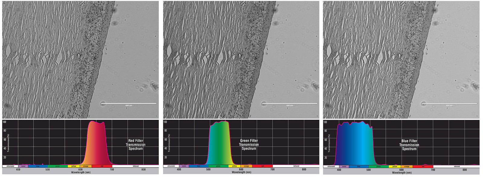 Photomicrographs taken in color with a black and white CCD camera - My, Microfilming, Rgb, Filters, The science, , Longpost, Microfilming