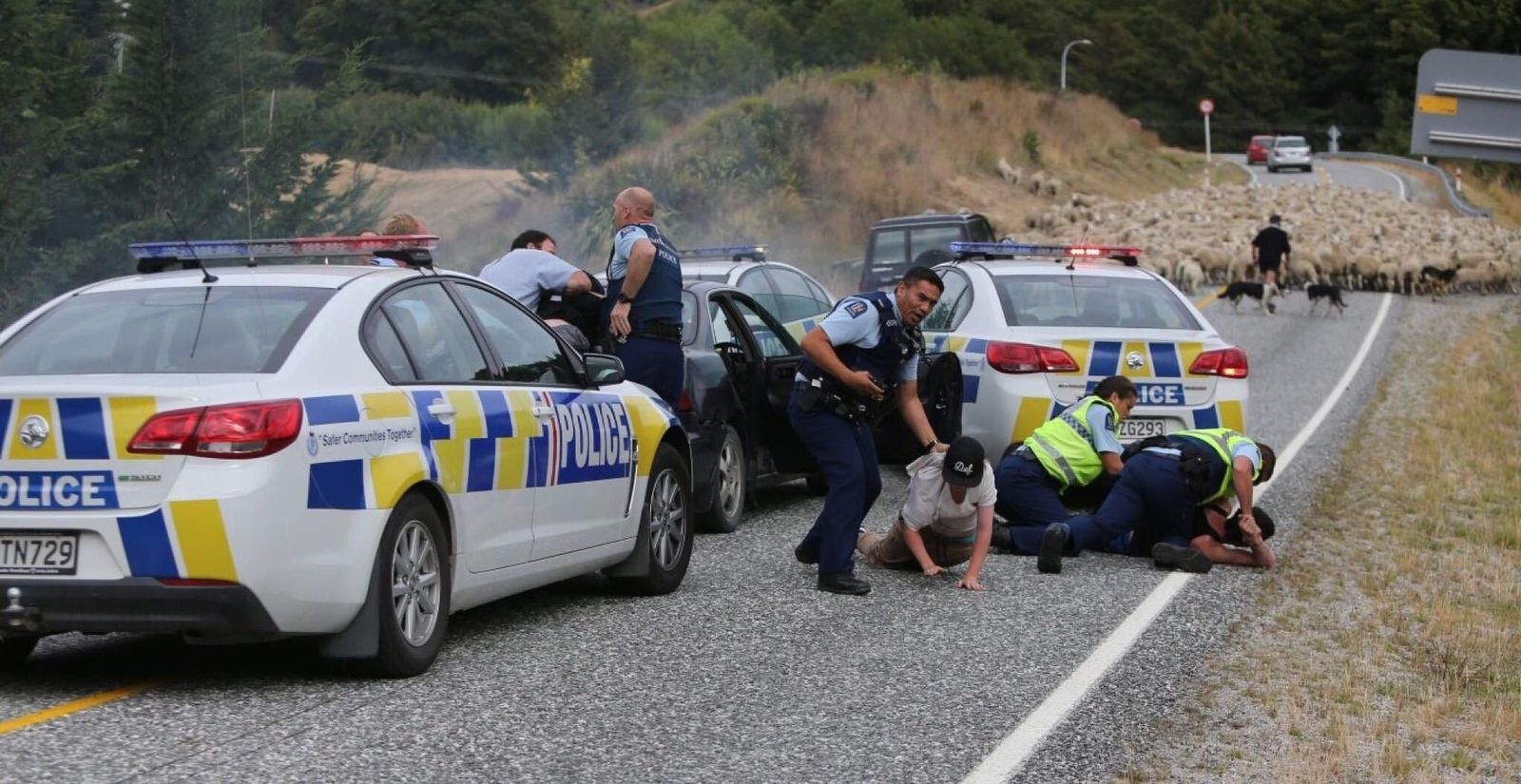 The sheep helped the police. - New Zealand, Police, Sheeps