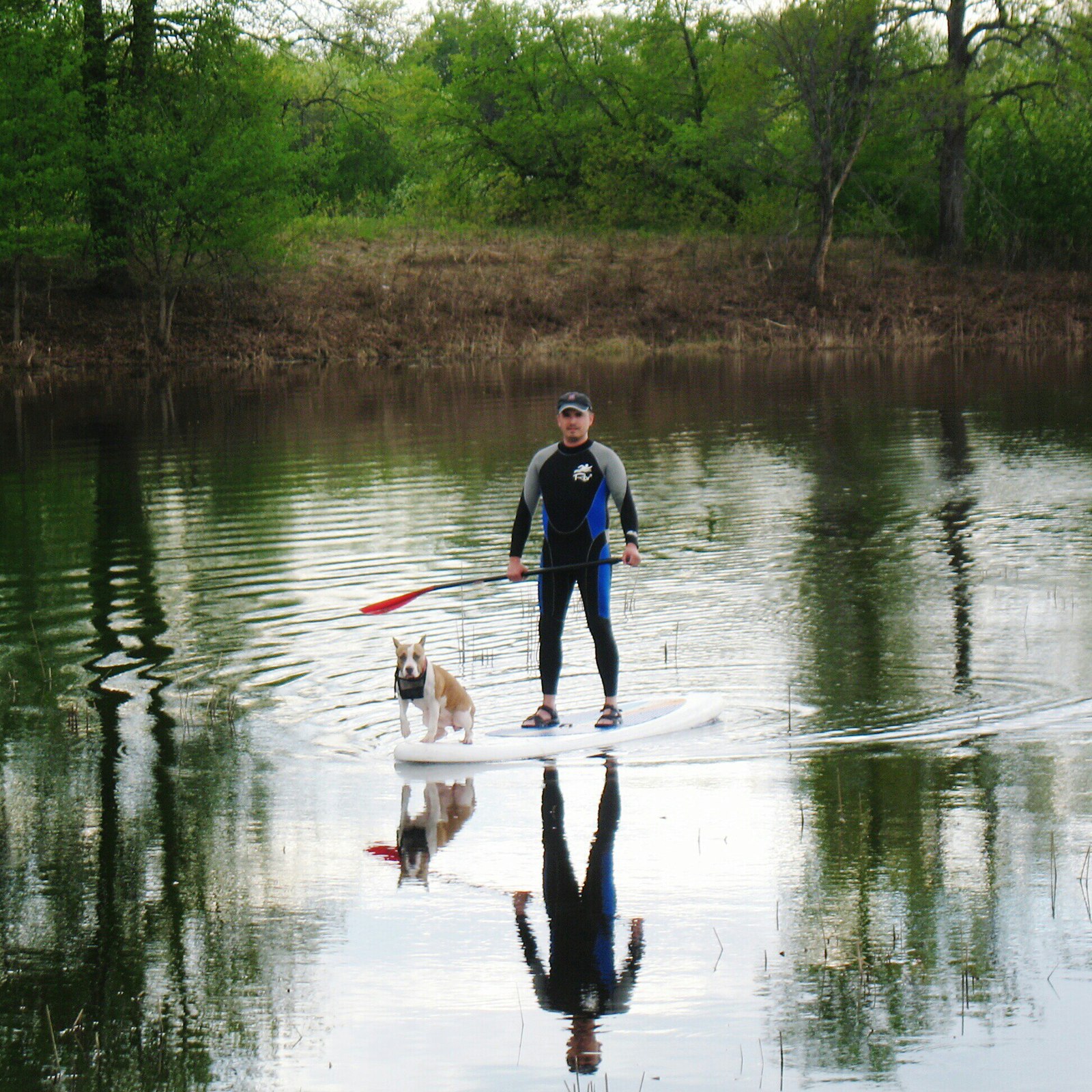 Does your dog like water activities too? - My, Amstaff, , , Hike, , Fighting dog, Dog, Longpost