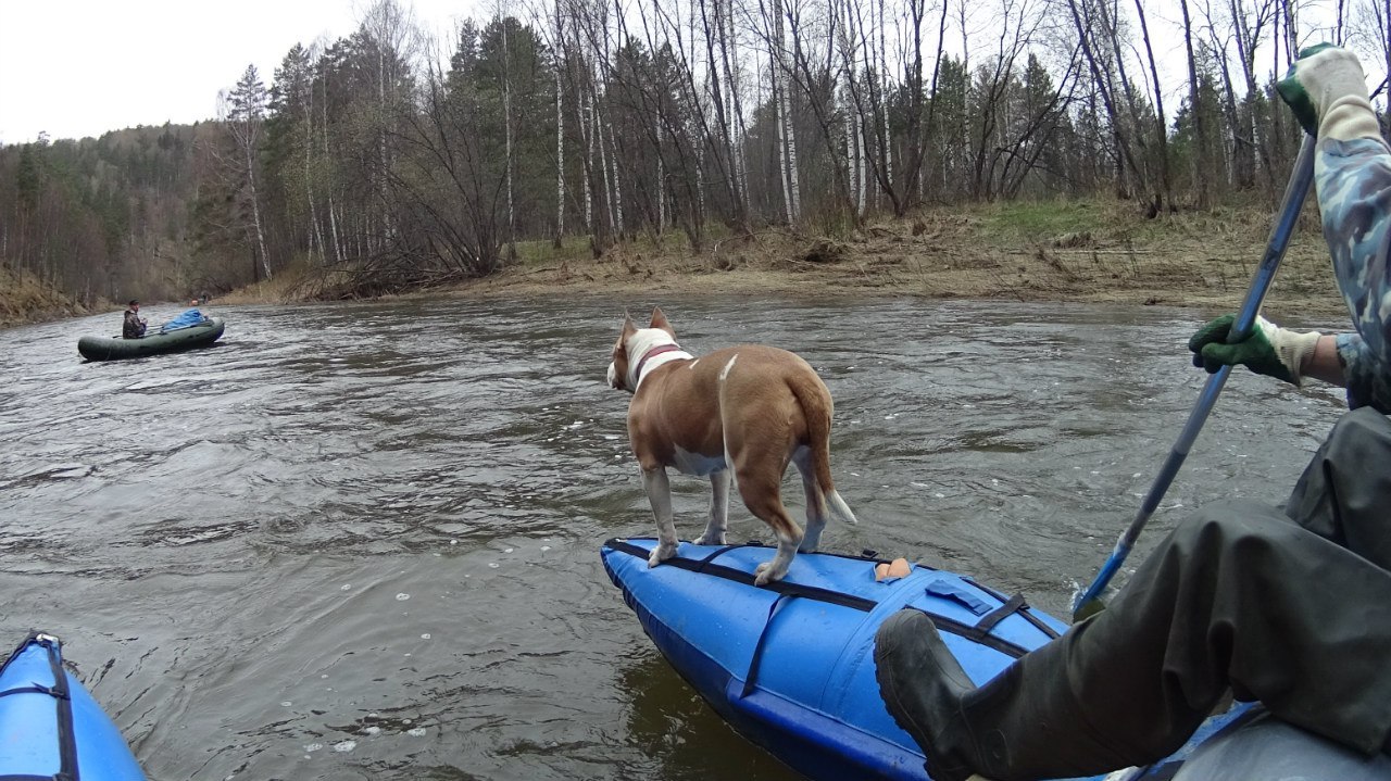 Does your dog like water activities too? - My, Amstaff, , , Hike, , Fighting dog, Dog, Longpost