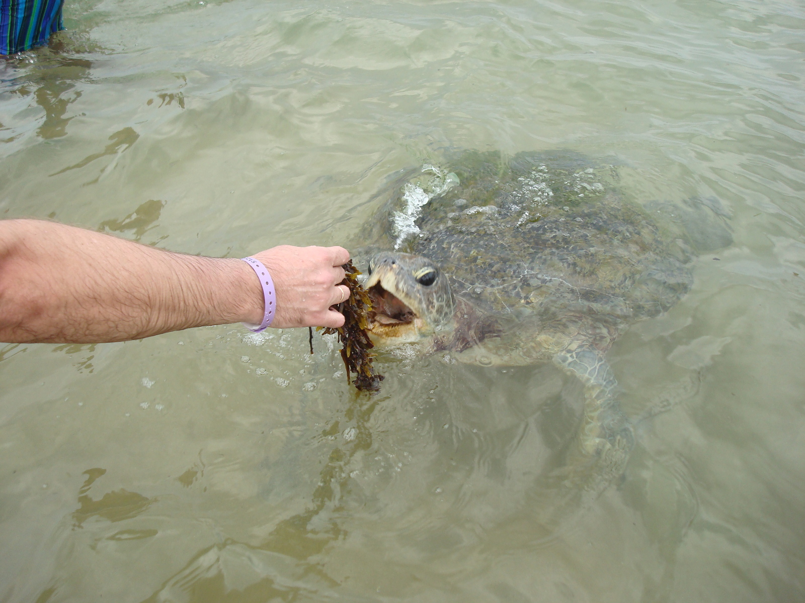 Hand turtles in Sri Lanka - Turtle, Hikkaduwa, Sri Lanka