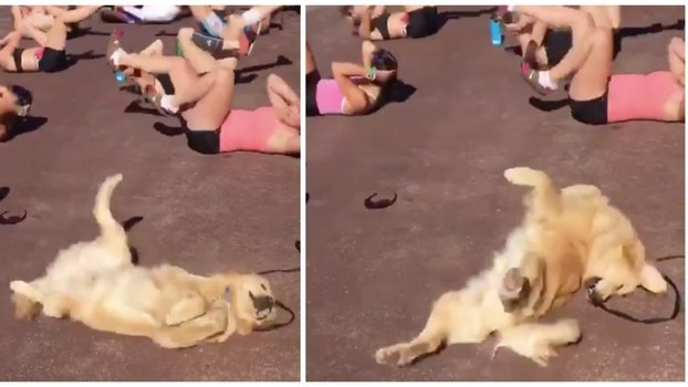 Dog doing exercise bike - Sport, Dog