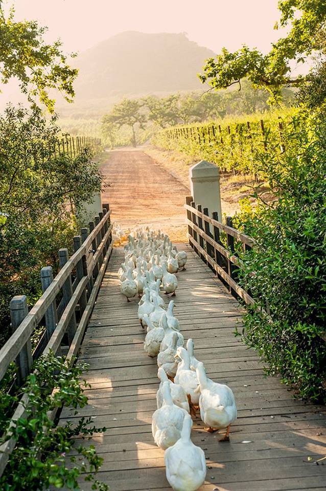 When the junior classes were taken for a walk in the park - Duck, goose