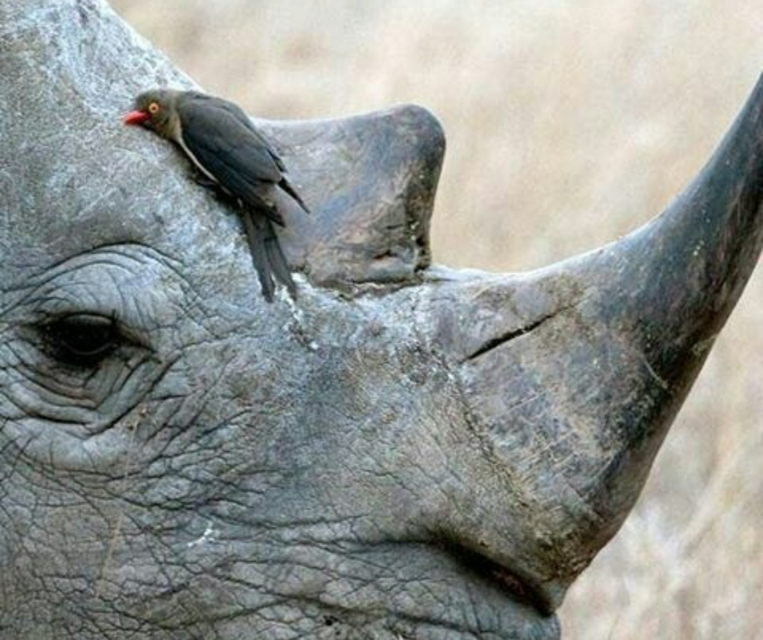 Bird and rhinoceros - Rhinoceros, Symbiosis, Birds