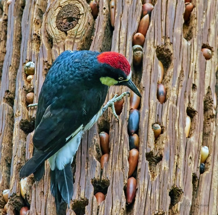 Stocks. - Woodpeckers, Acorn, Birds, The photo, Zanamiclub, Trypophobia