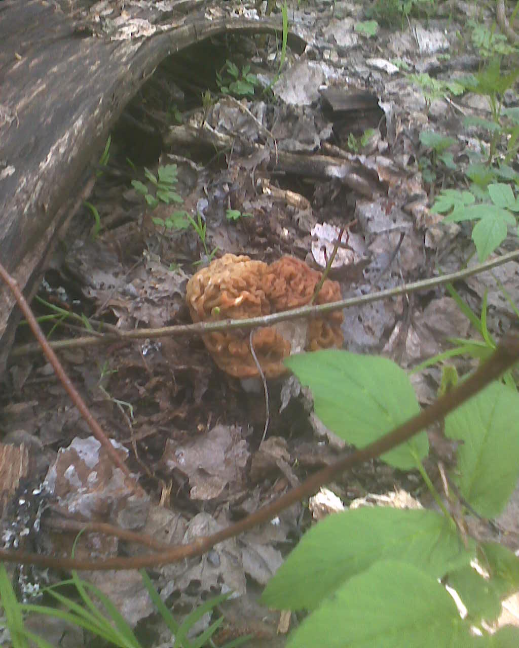 The season has opened, an hour through the forest! Morel. - My, Mushrooms, Silent hunt, Longpost