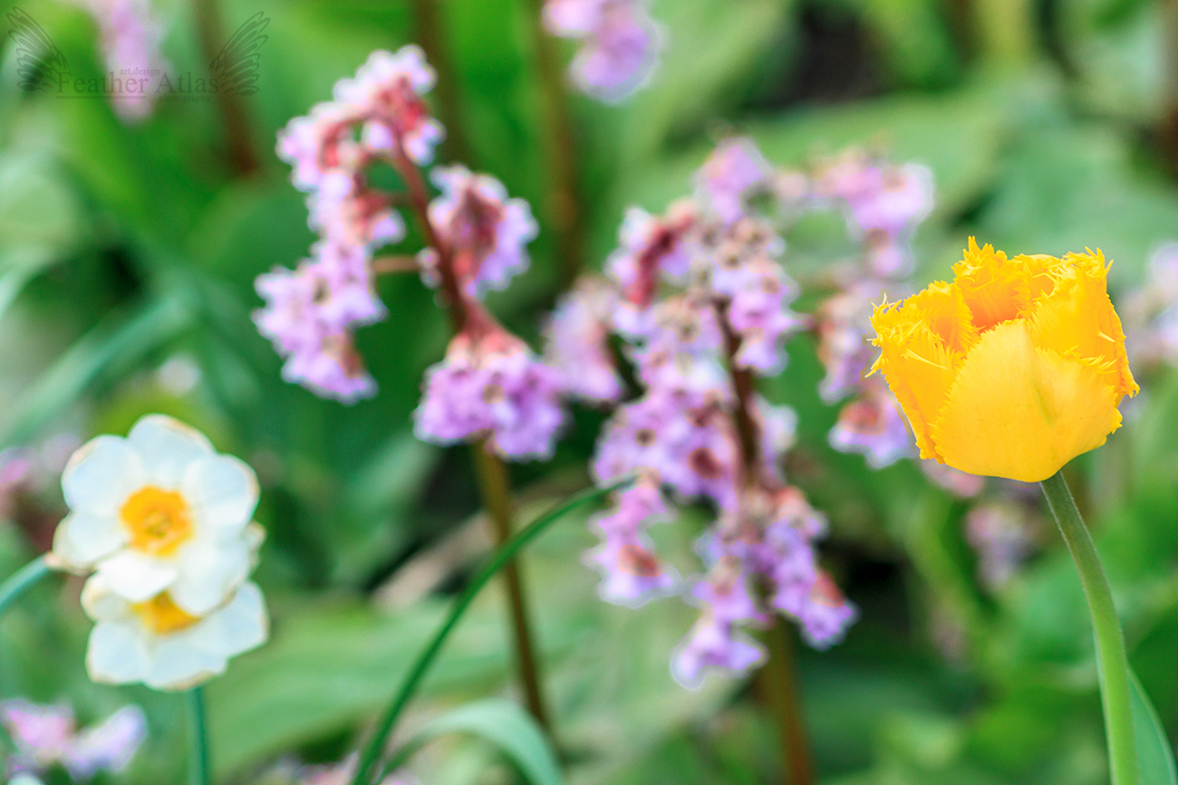 almost summer - My, The photo, May, Nature, Flowers, Birds, Summer is coming, Longpost