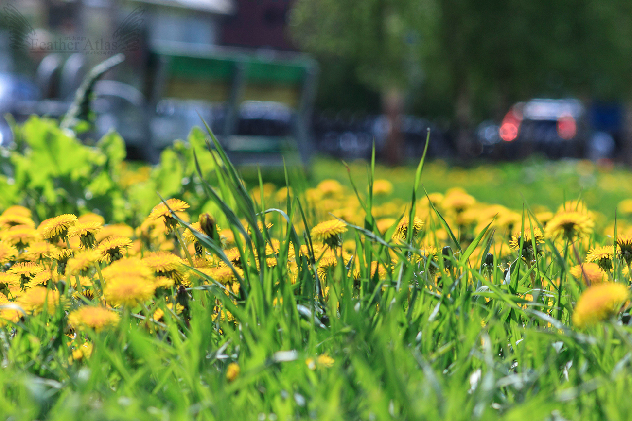 almost summer - My, The photo, May, Nature, Flowers, Birds, Summer is coming, Longpost