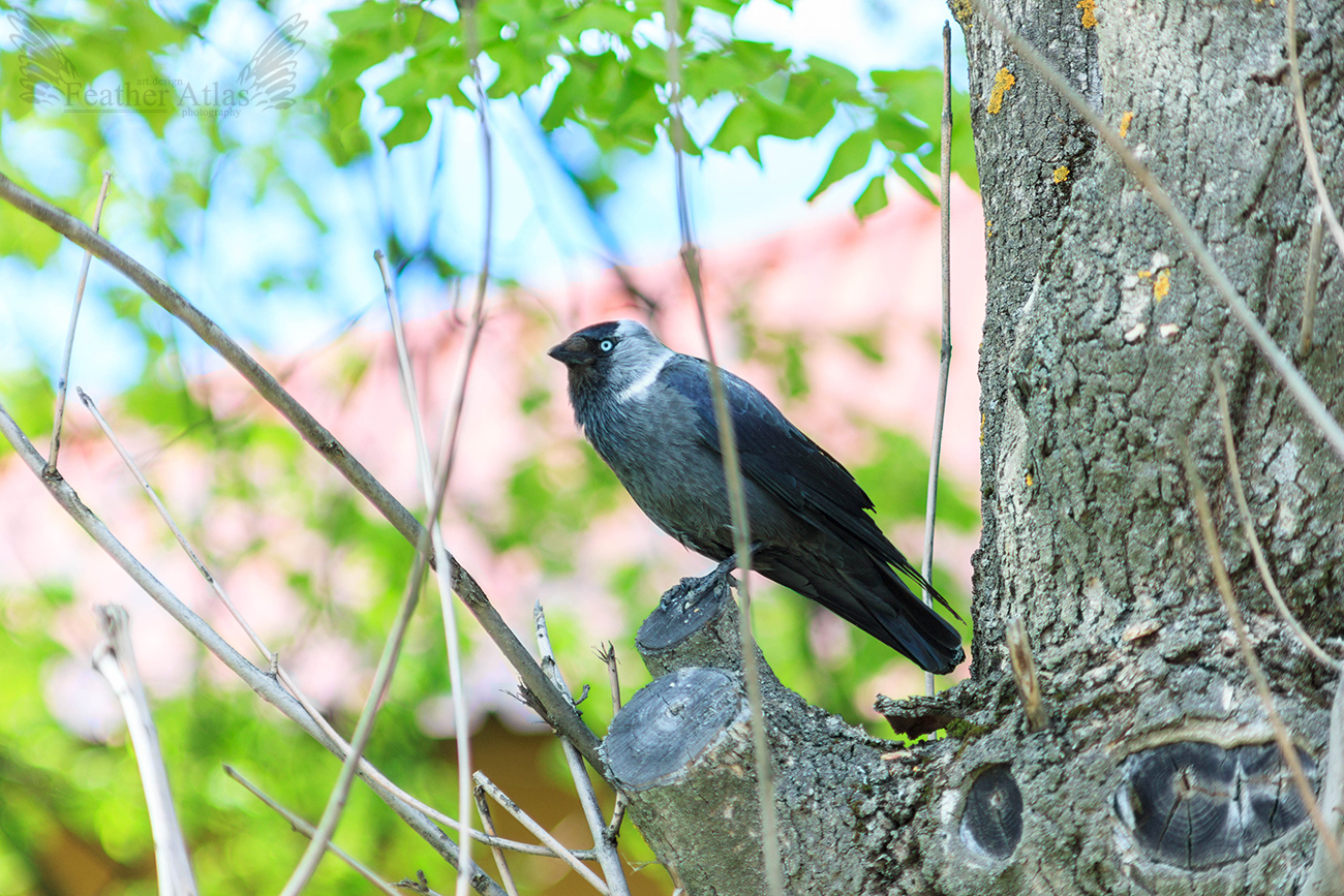 almost summer - My, The photo, May, Nature, Flowers, Birds, Summer is coming, Longpost