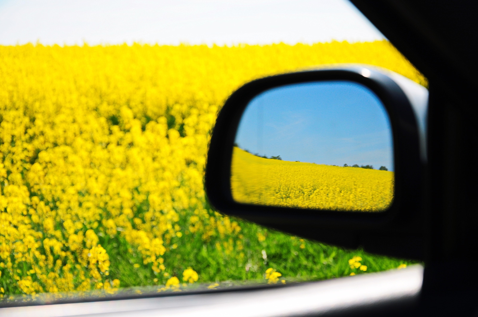 Blooming rapeseed and favorite car :) - The photo, Colza, rapeseed field, , Longpost