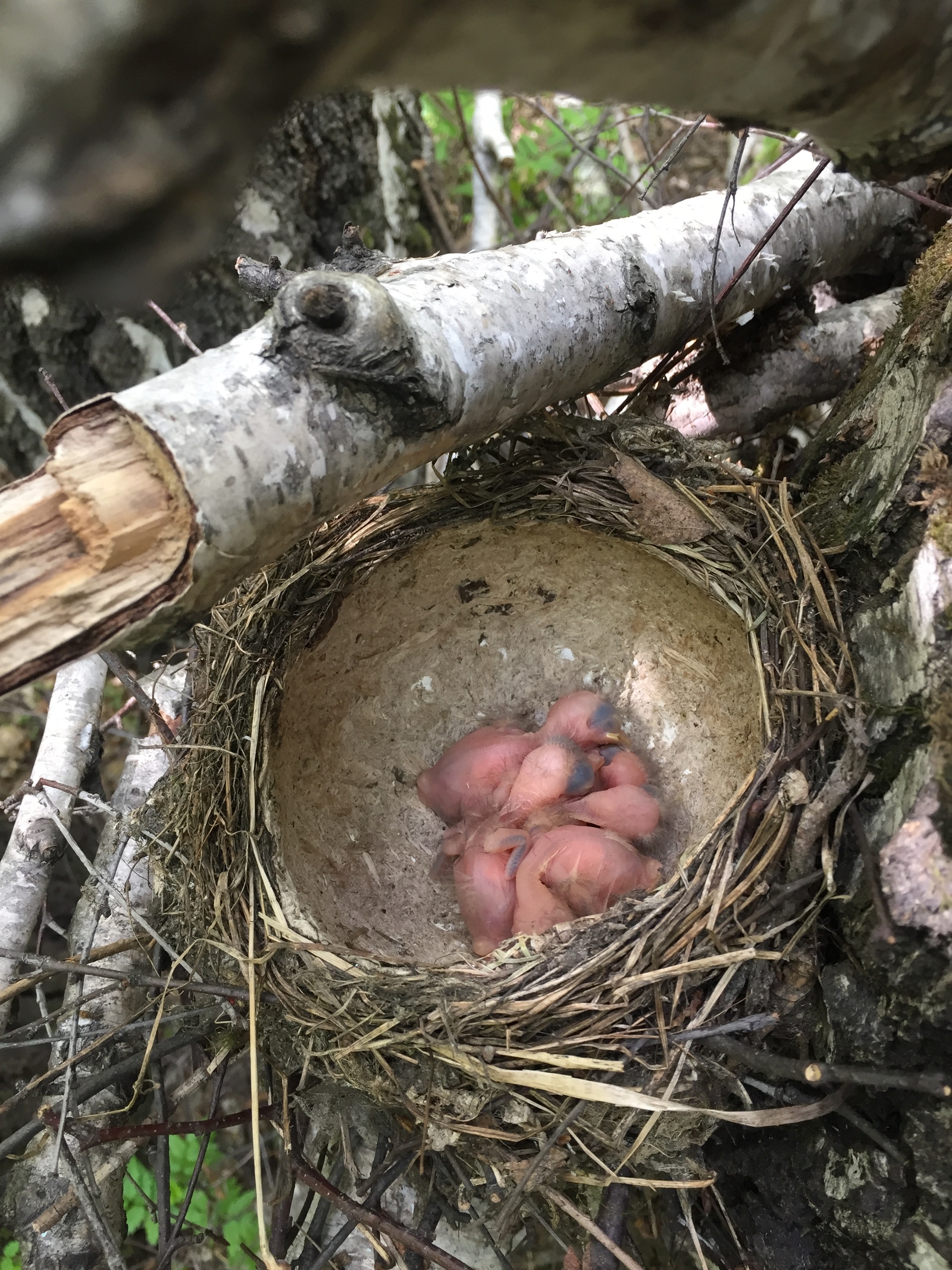 thrushes - My, Bugrinskaya grove, Novosibirsk, Nest, Thrush, Longpost