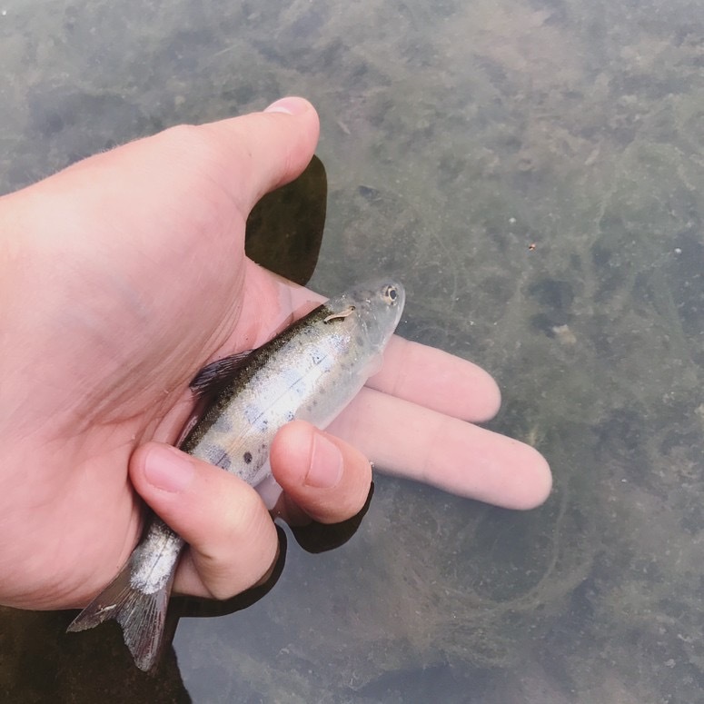 Fishing in Primorsky Krai. Mountain rivers of the South of Primorye. - My, Primorsky Krai, Fishing, Mountain river, Ultralight, Longpost