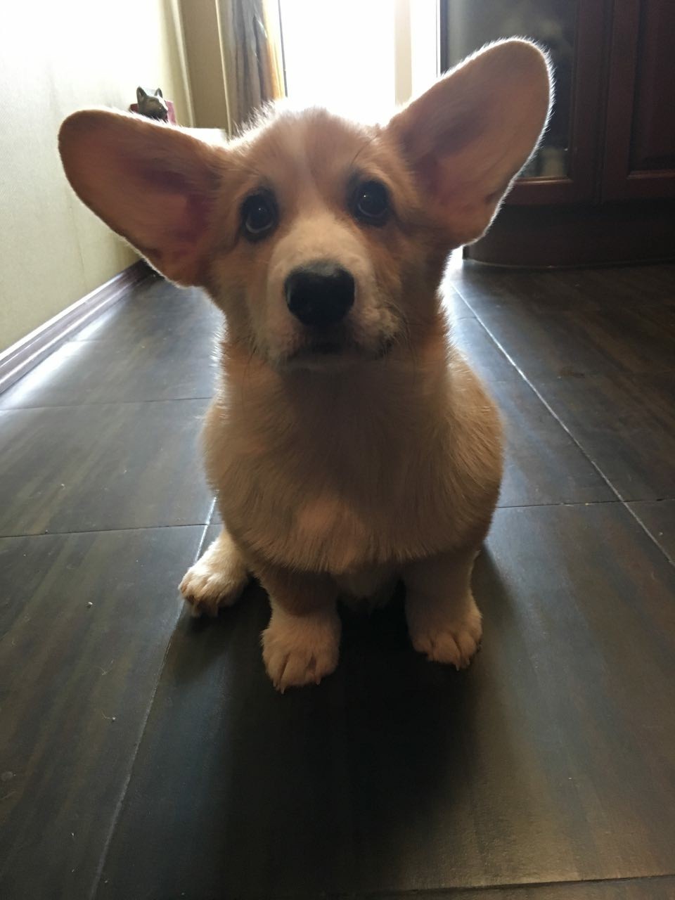 A little cute. - My, Dog, Welsh corgi pembroke, Biscuit, Longpost, Corgi, Puppies