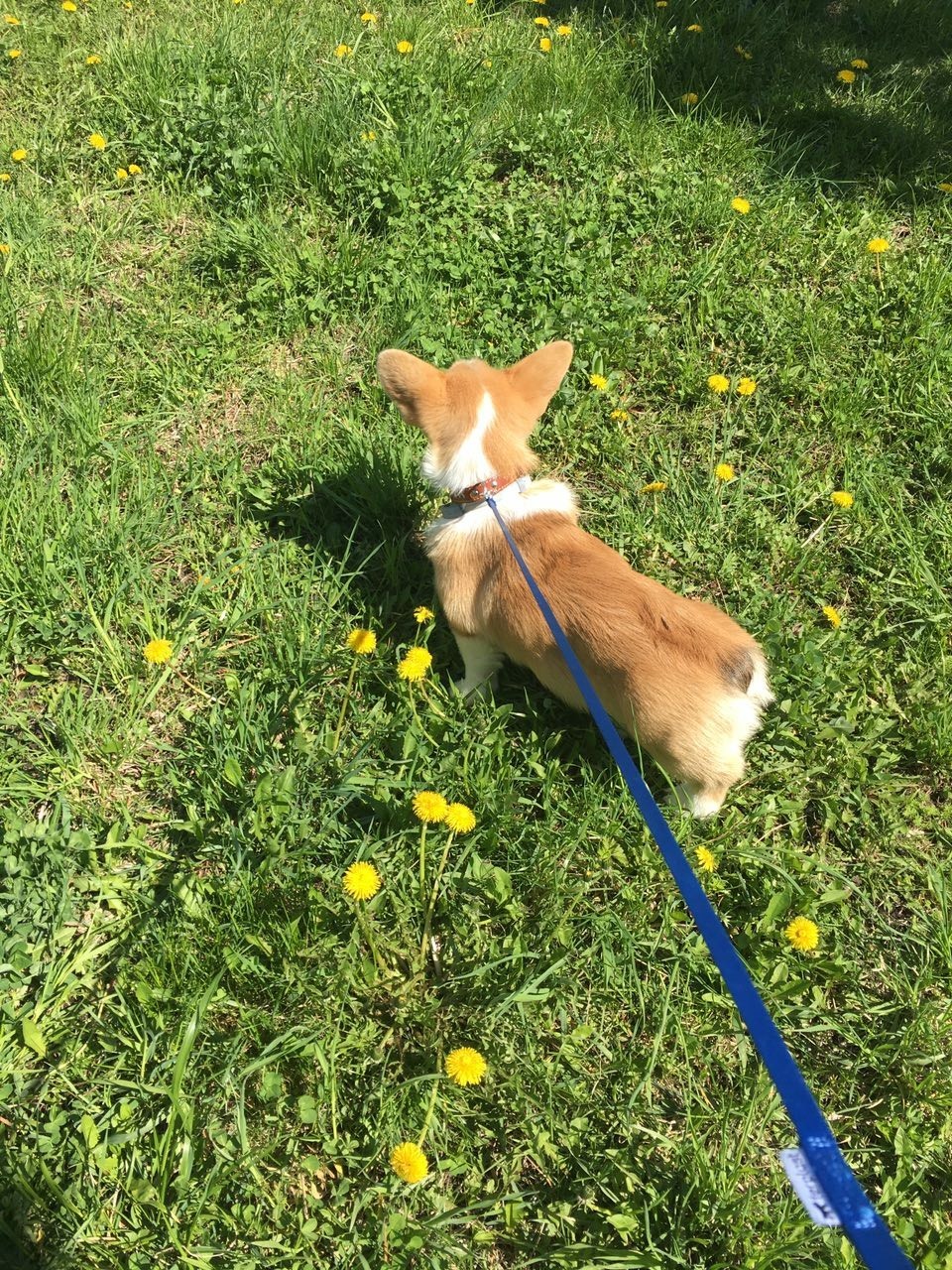 A little cute. - My, Dog, Welsh corgi pembroke, Biscuit, Longpost, Corgi, Puppies