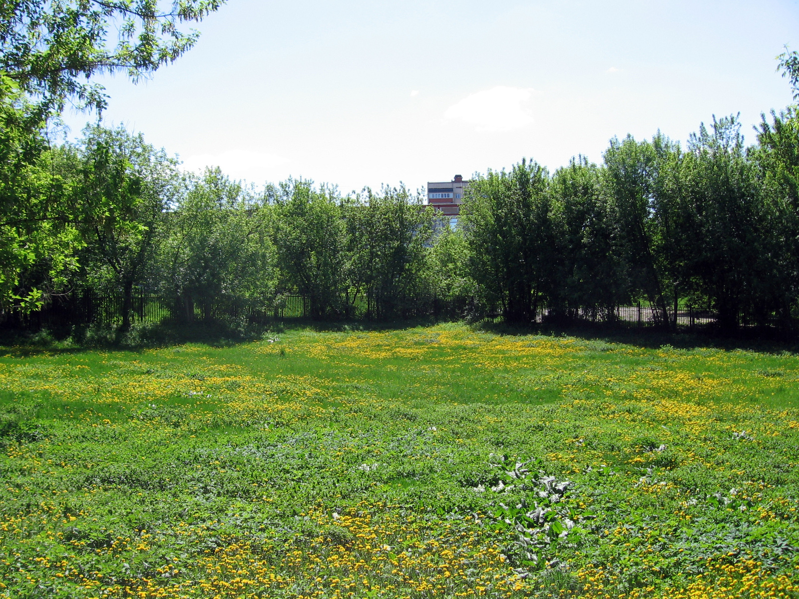 Moscow region, 11 km from MKAD - My, Подмосковье, The photo, Nature, Longpost