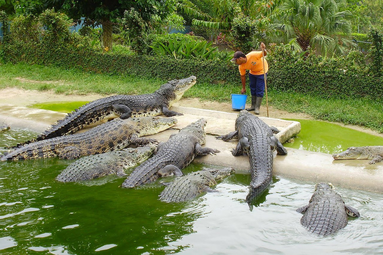 Ghouls-ghouls-ghouls... - My, Crocodile, Nature, Crocodiles