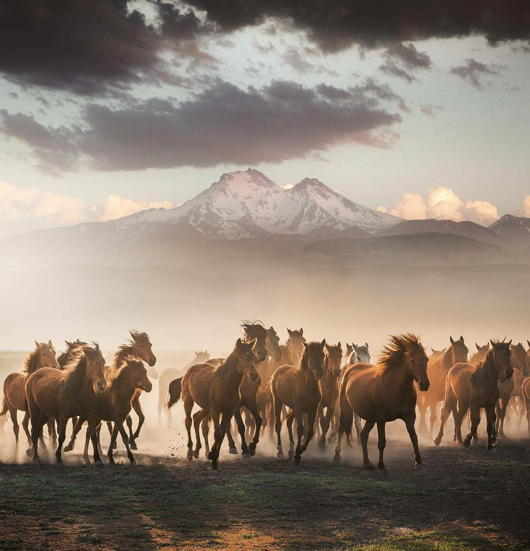 Herd of Horses. Kazakhstan - Kazakhstan, Horses