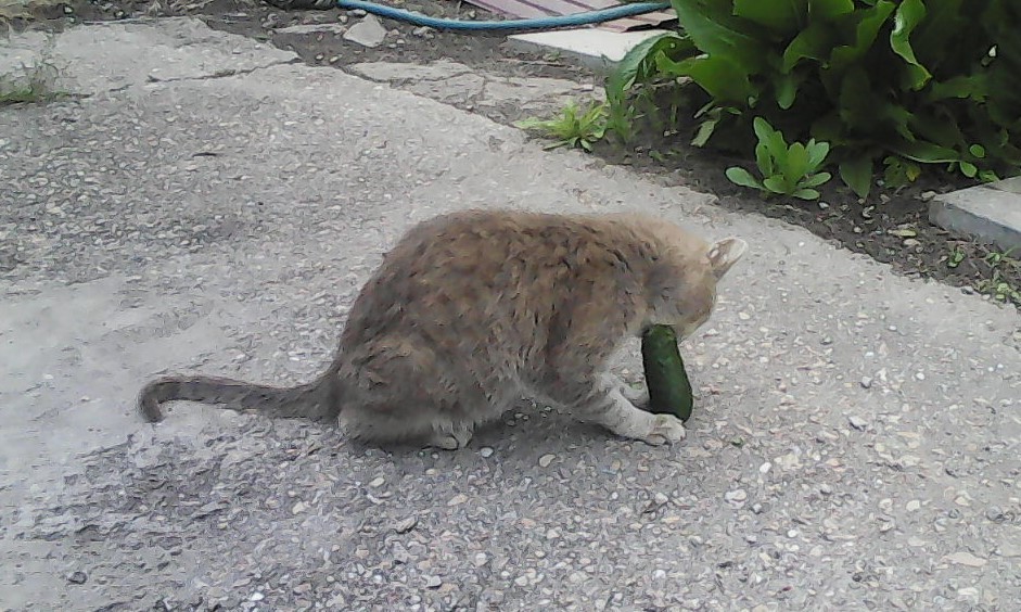 My cat is vegan. - My, cat, Cucumbers