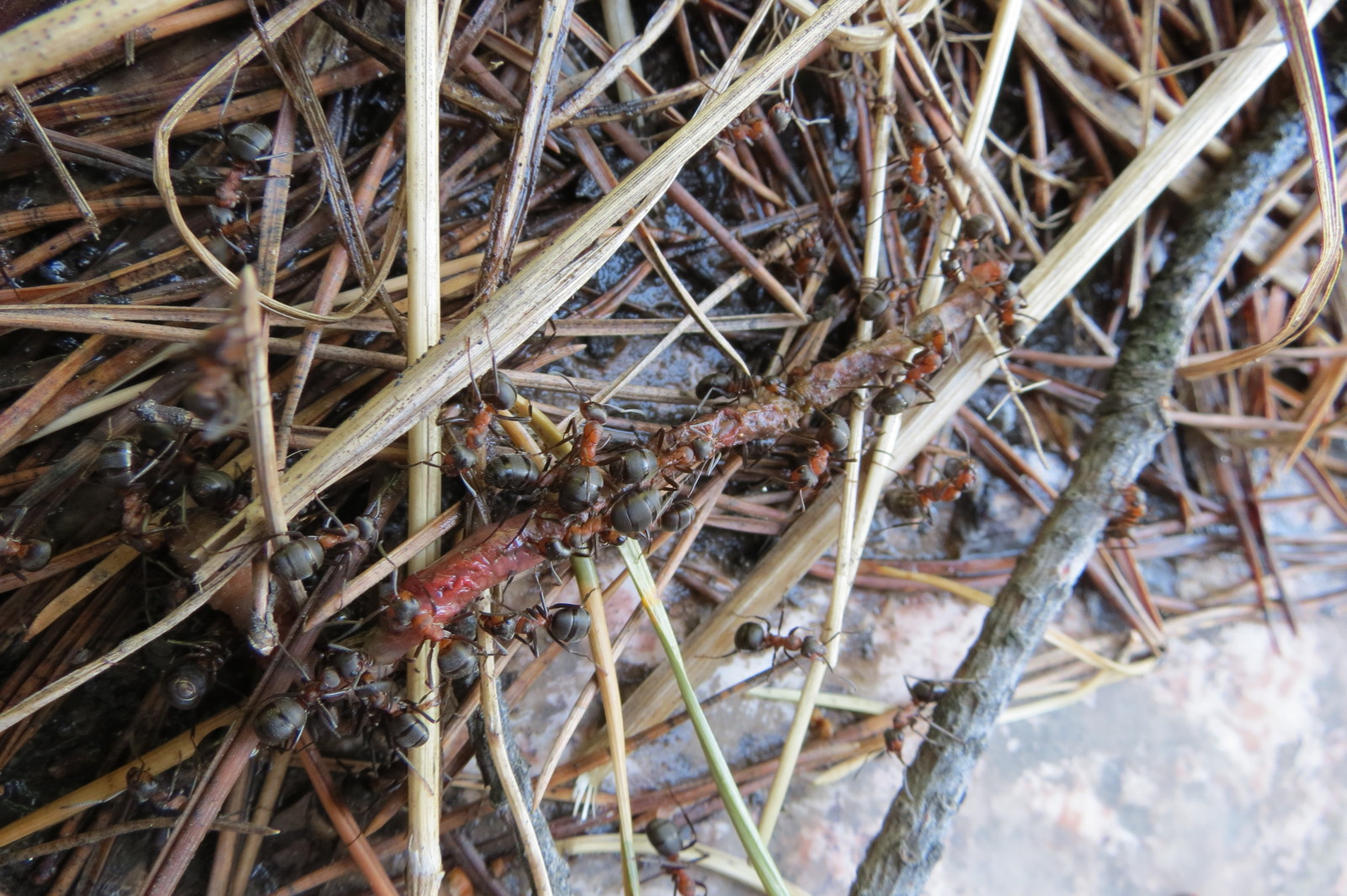 The life of an anthill on the site. Part 3 - My, Ants, Anthill, , Insects, Nature, Longpost