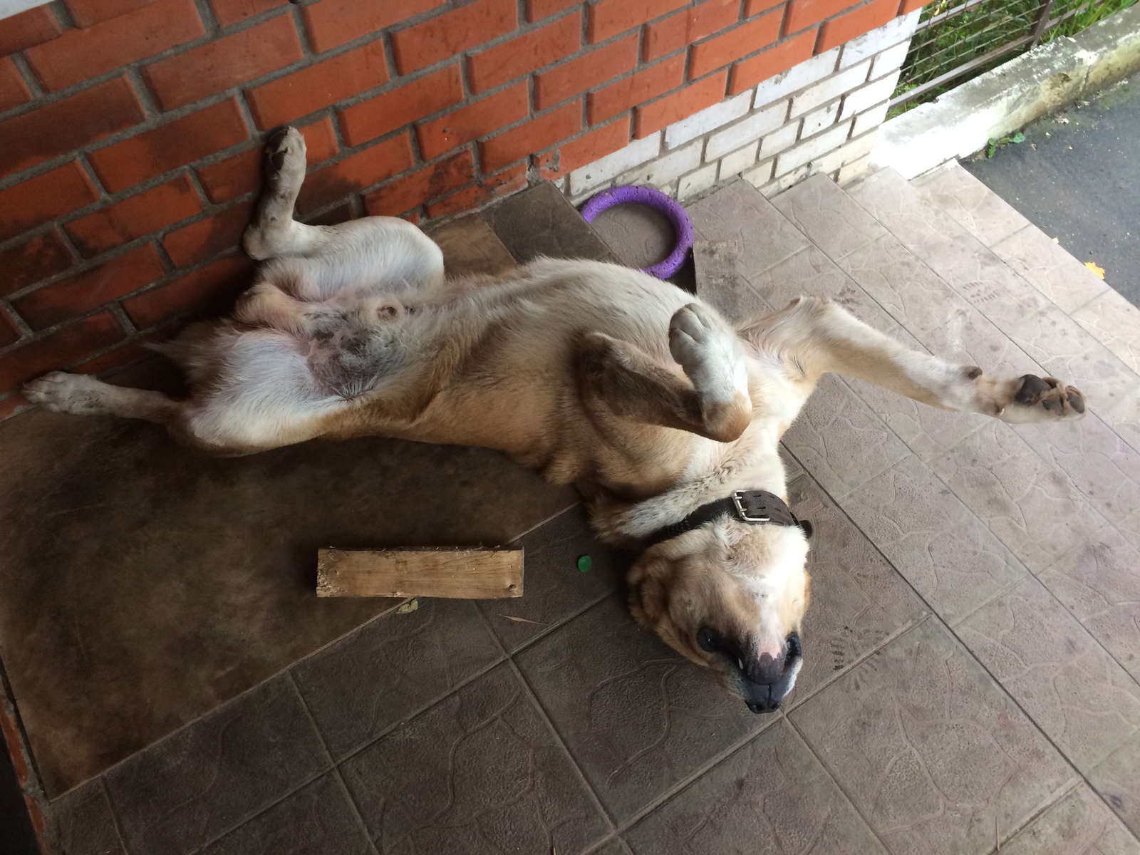 I feel so comfortable - My, Dog, Dream, Pose