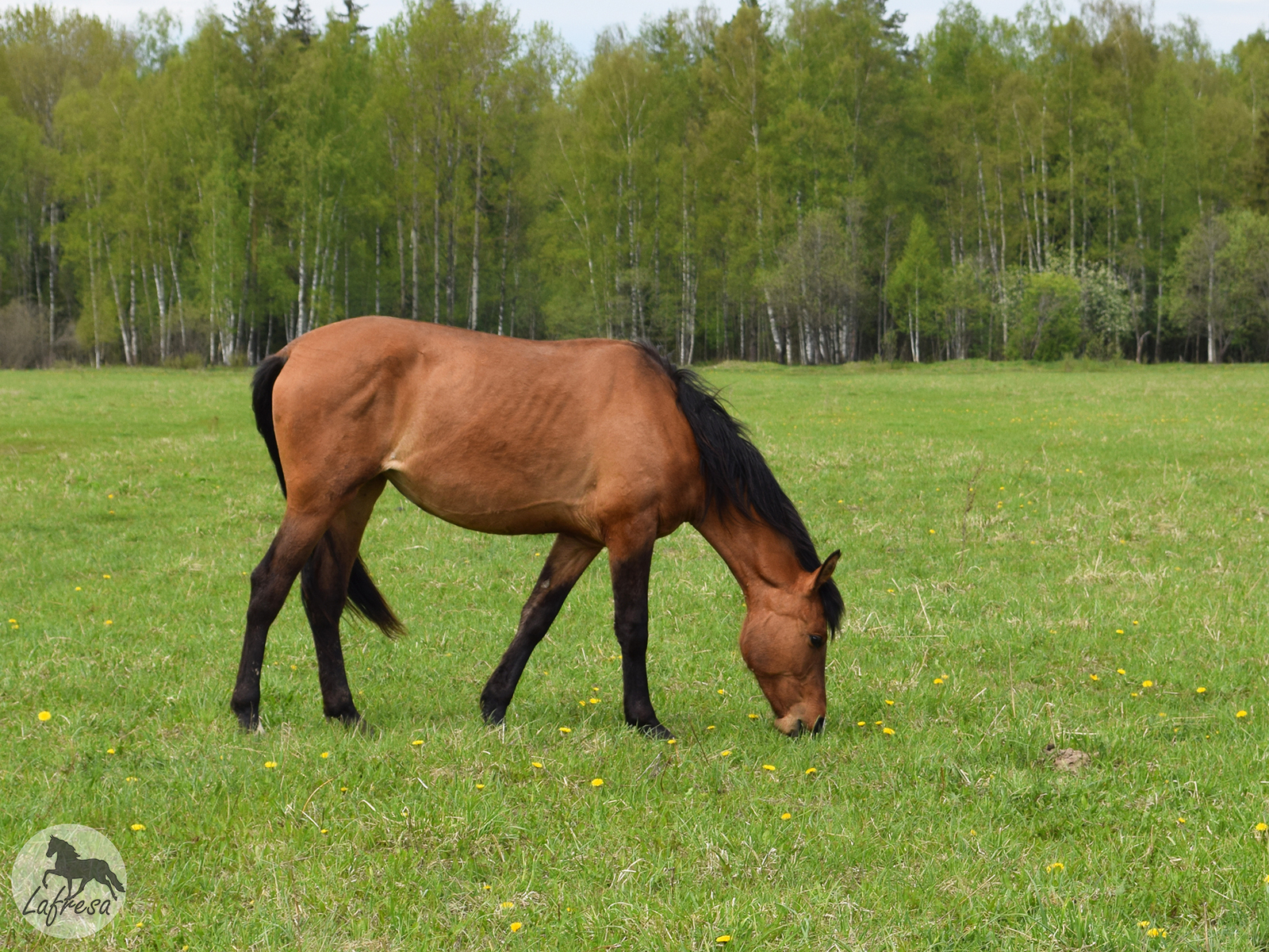 With horses in nature: waiting vs. - My, Horses, The photo, Nature, Animals, Horses, Longpost