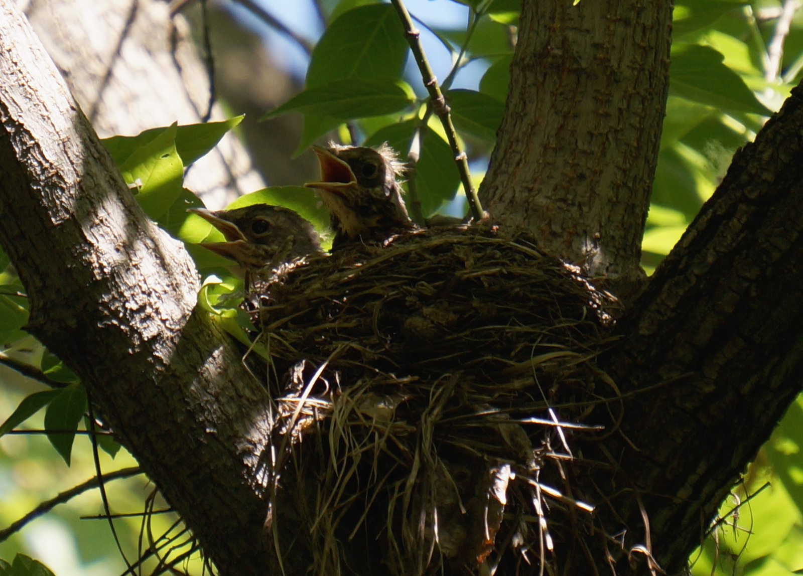 City birds, beautiful and different - My, Birds, Nature, Siberia, Town, Photo hunting, Longpost