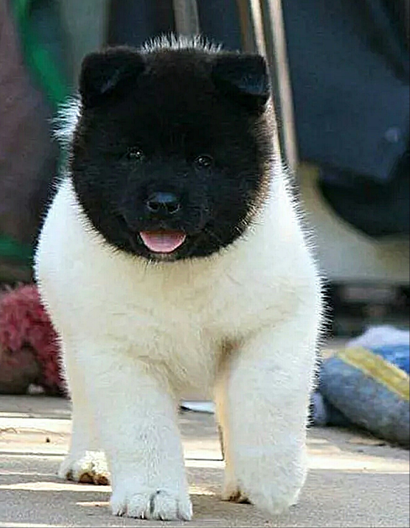 Afro European - Dog, Black and white